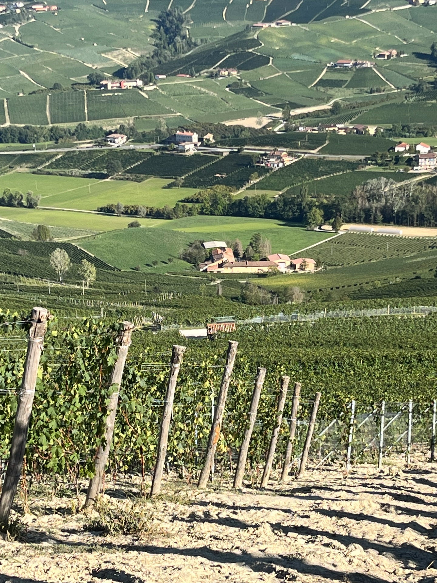A scenic view of a vast vineyard on a sunny day. Rows of grapevines stretch across hilly terrain, interspersed with buildings and farmhouses. The lush, green landscape evokes the essence of wine Nashville enthusiasts enjoy, with some distant houses and winding roads visible in the background.