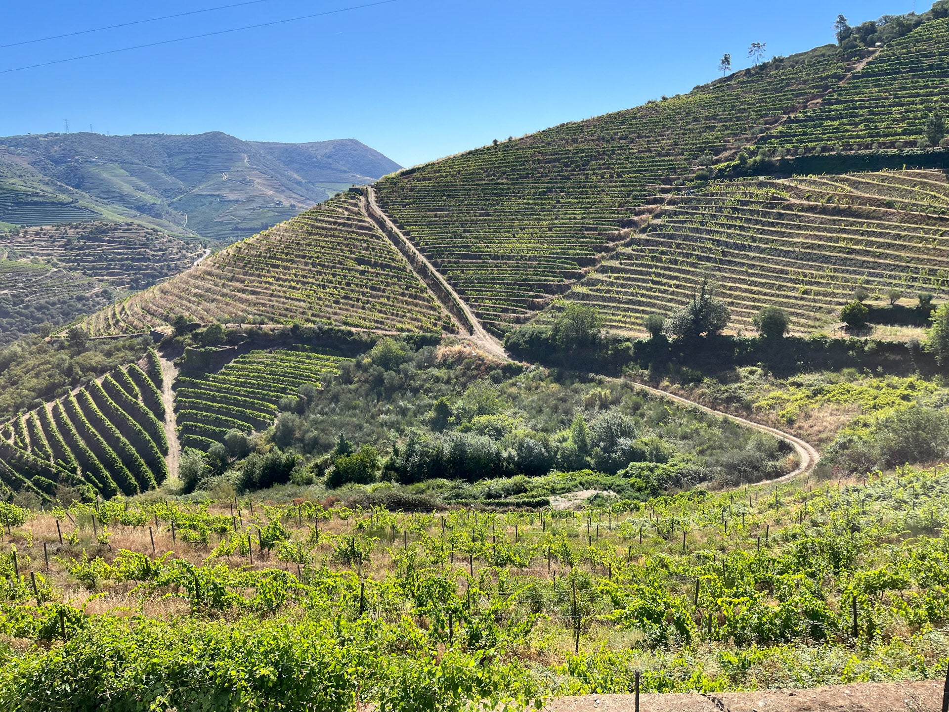 A picturesque hillside vineyard with neatly terraced rows of grapevines under a clear blue sky. A winding dirt path cuts through the lush green landscape, leading up the slope. Rolling hills and distant mountains are visible in the background, the birthplace of the fine wine products available at Nashville wine shop, Harvest Wine Market.