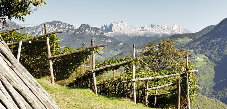 Alto Adige Wine School