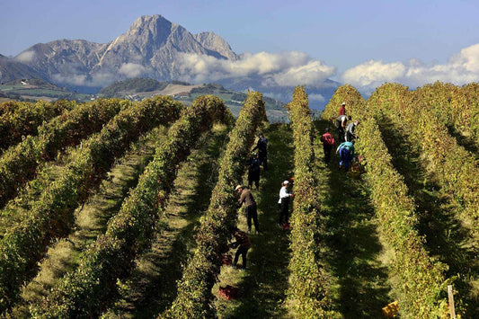Abruzzo Wine Class