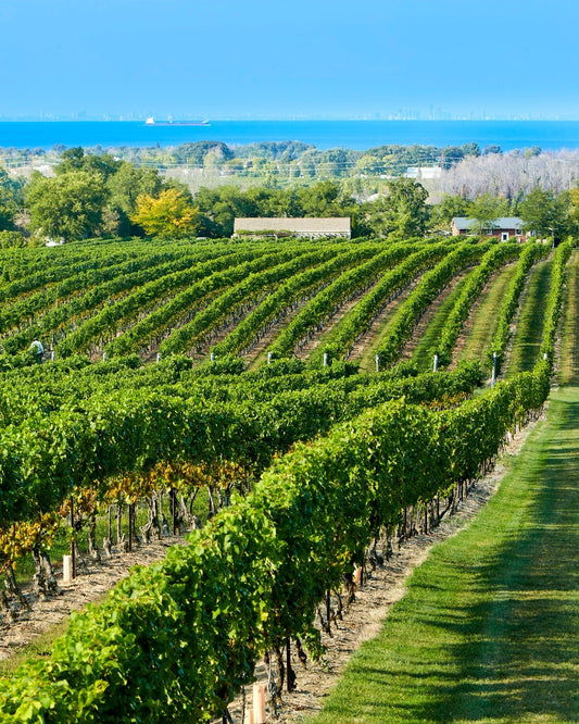 Canadian Wine School