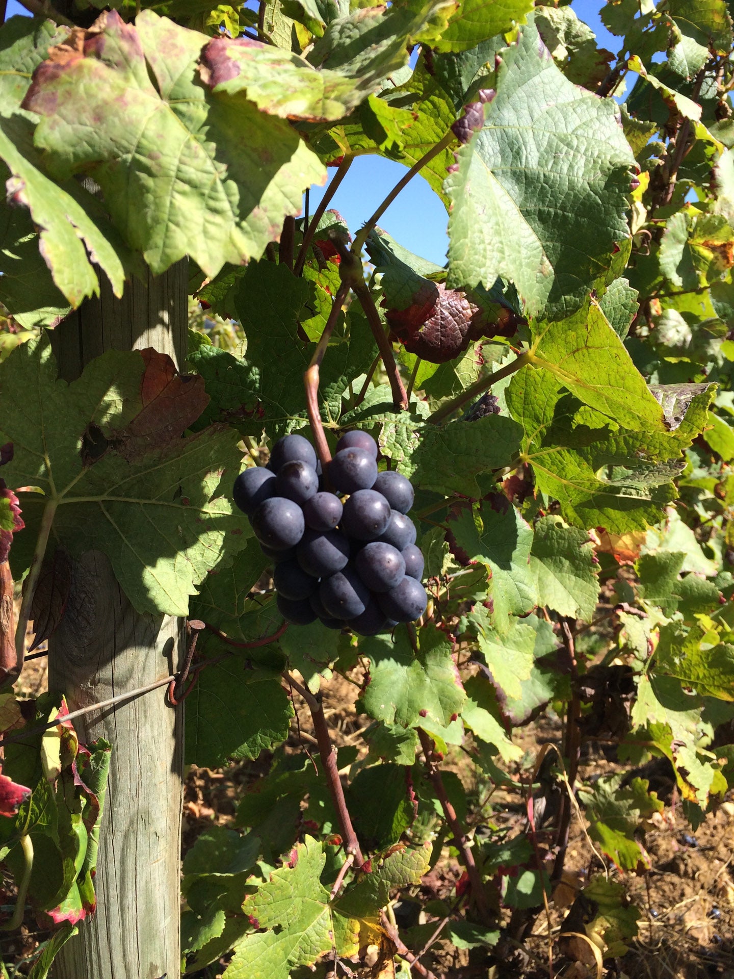 A cluster of dark purple grapes hangs from a vine amidst lush green leaves on a sunny day, reminiscent of the lush vineyards that produce Belle Meade wine. The vine is supported by a wooden post, with the ground beneath visible in the background.A cluster of dark purple grapes hangs from a vine amidst lush green leaves on a sunny day, reminiscent of the lush vineyards that produce Belle Meade wine. The vine is supported by a wooden post, with the ground beneath visible in the background.