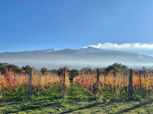 Sicilian Wine Club Class